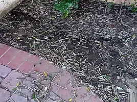 Kinky Family - Danni Rivers - Kinky stuff with a stepsister