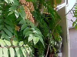 Sex Daughter Lara Croft Busted Tied and Facefucked by Dad