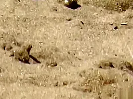 NUDE BEACH - Hidden camera